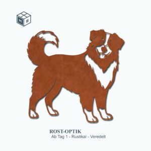 Australian Shepard